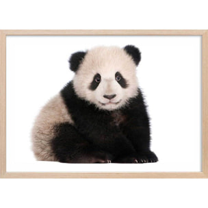 Affiche enfant bébé panda  Affiche + cadre en bois - Chêne