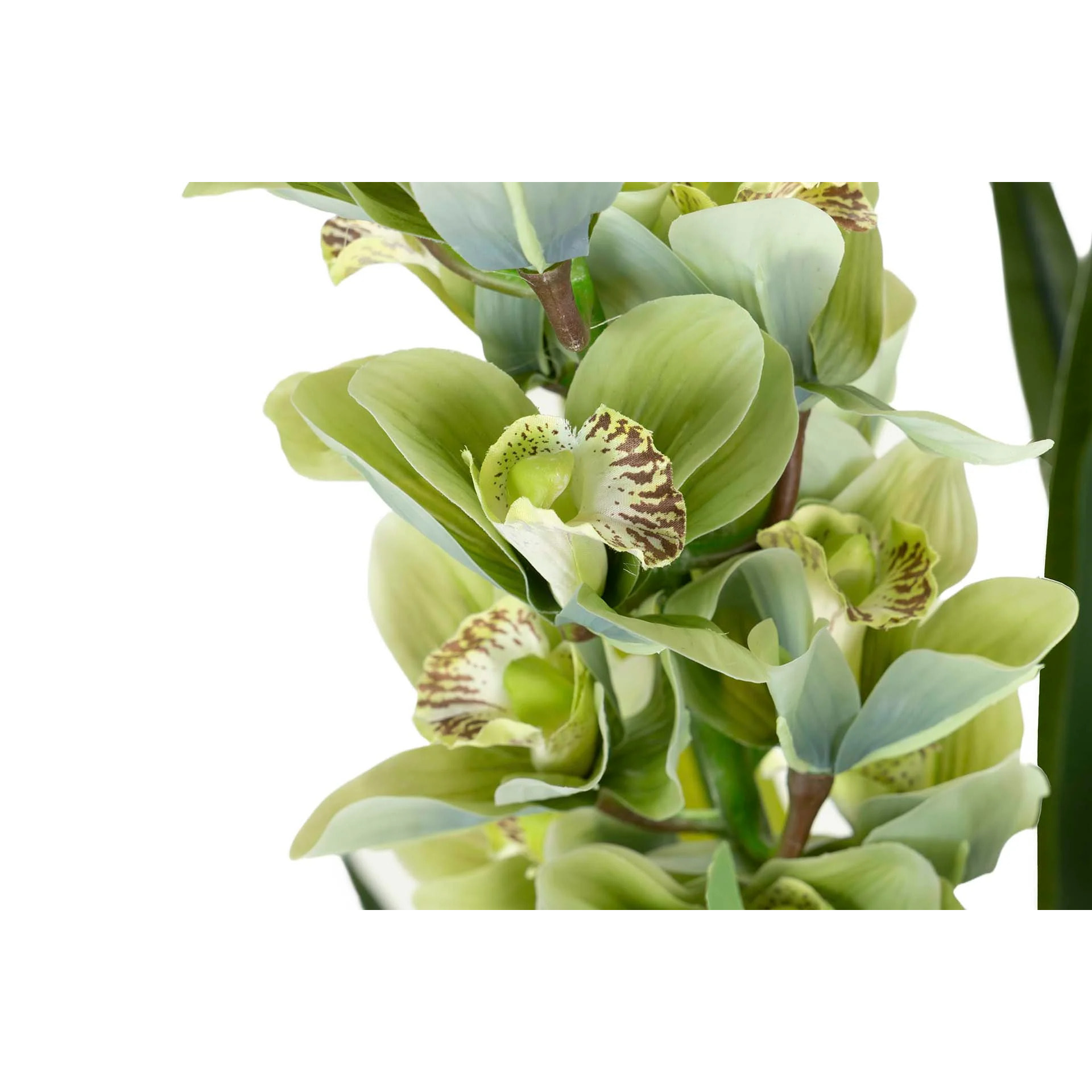 Planta Orquidea Cymbidium 70x70x110 Cm