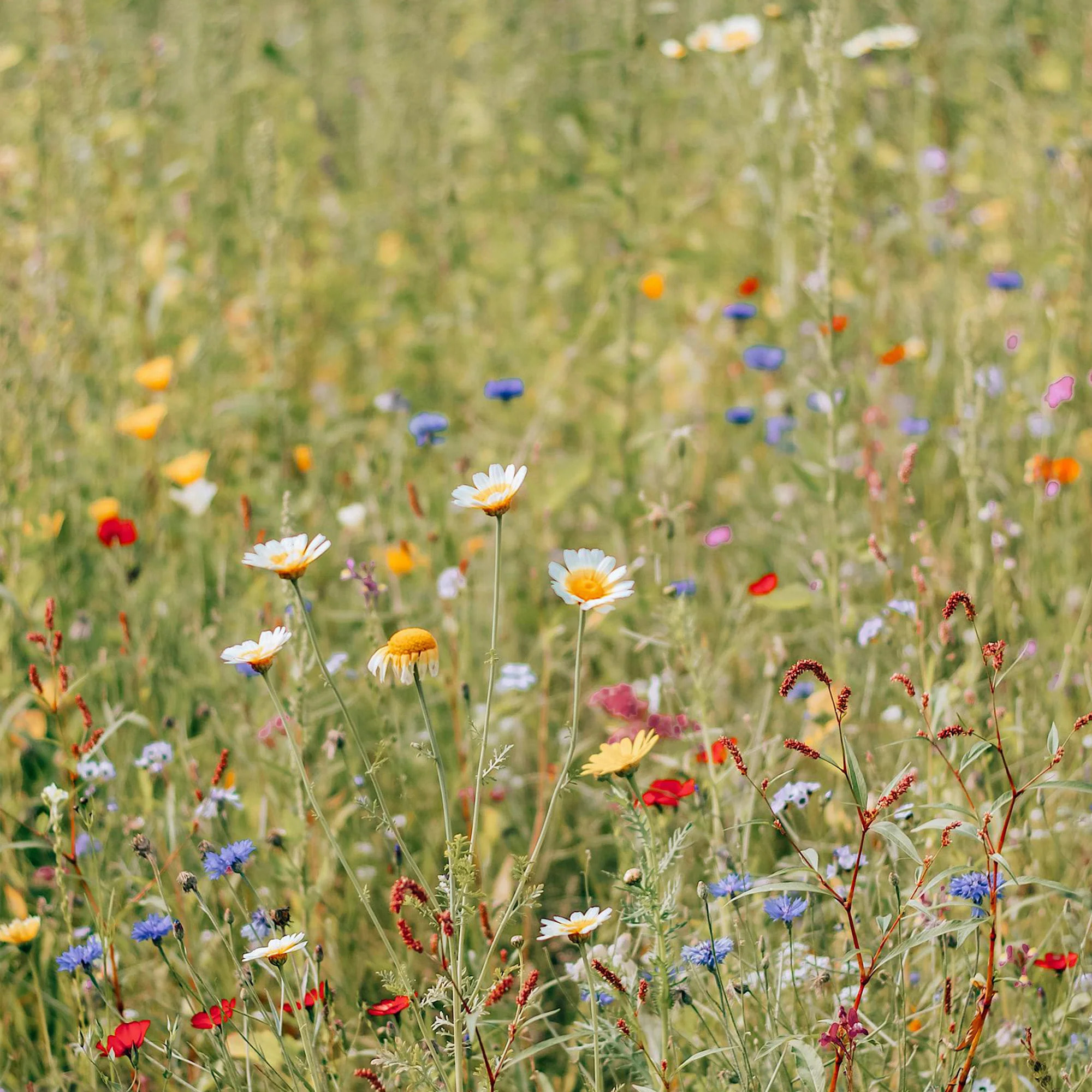 Housse de couette 100 % coton 80 fils Orba