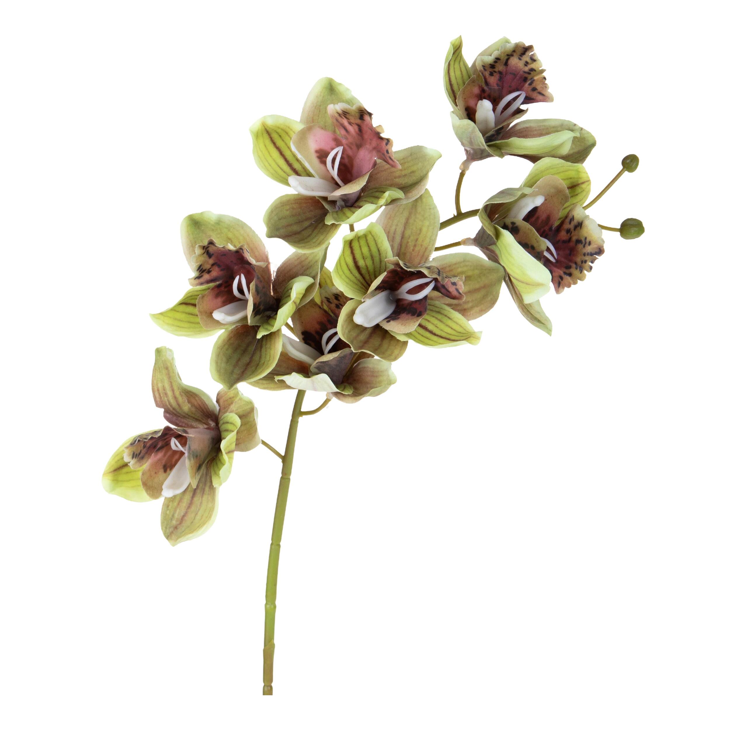 Cymbidium - Pezzi 3 - Colore: Verde - Bianchi Dino