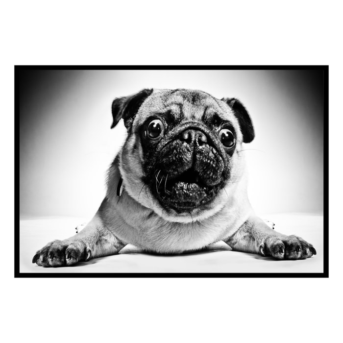 Affiche encadrée portrait de carlin en noir et blanc Affiche + cadre en métal - Noir