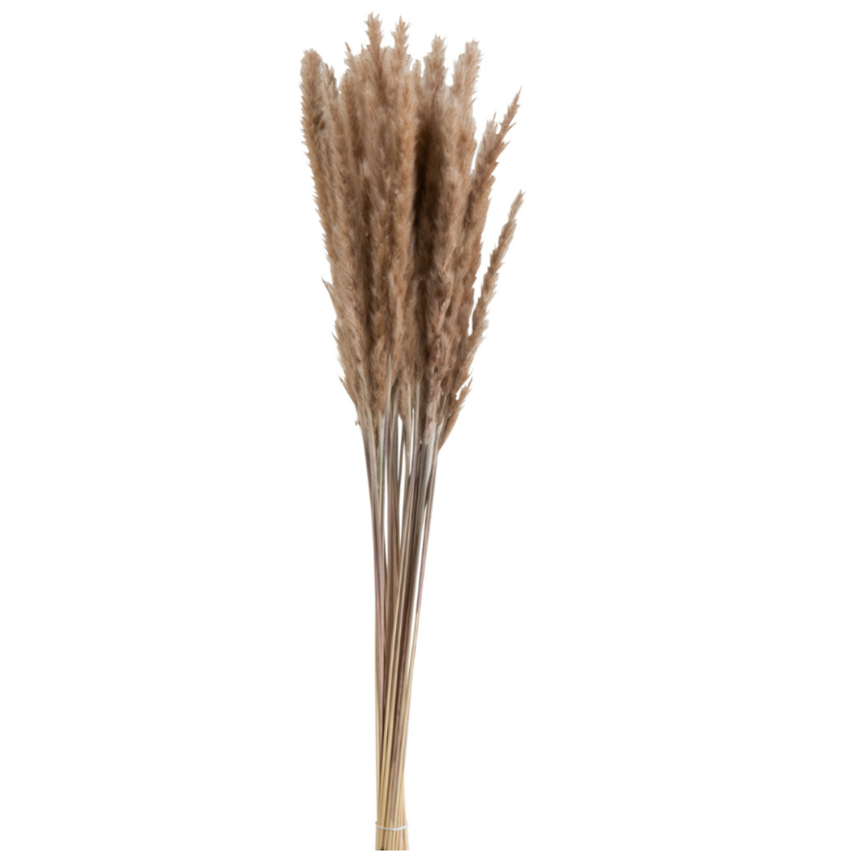 J-Line Botte Pennisetum Herbes Sechees Marron