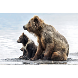 Tableau animaux profile Family Tableau plexiglas