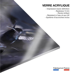 Tableau animaux - La petite étoile d' equateur Tableau plexiglas