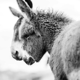 Tableau têtus comme deux ânes Tableau plexiglas