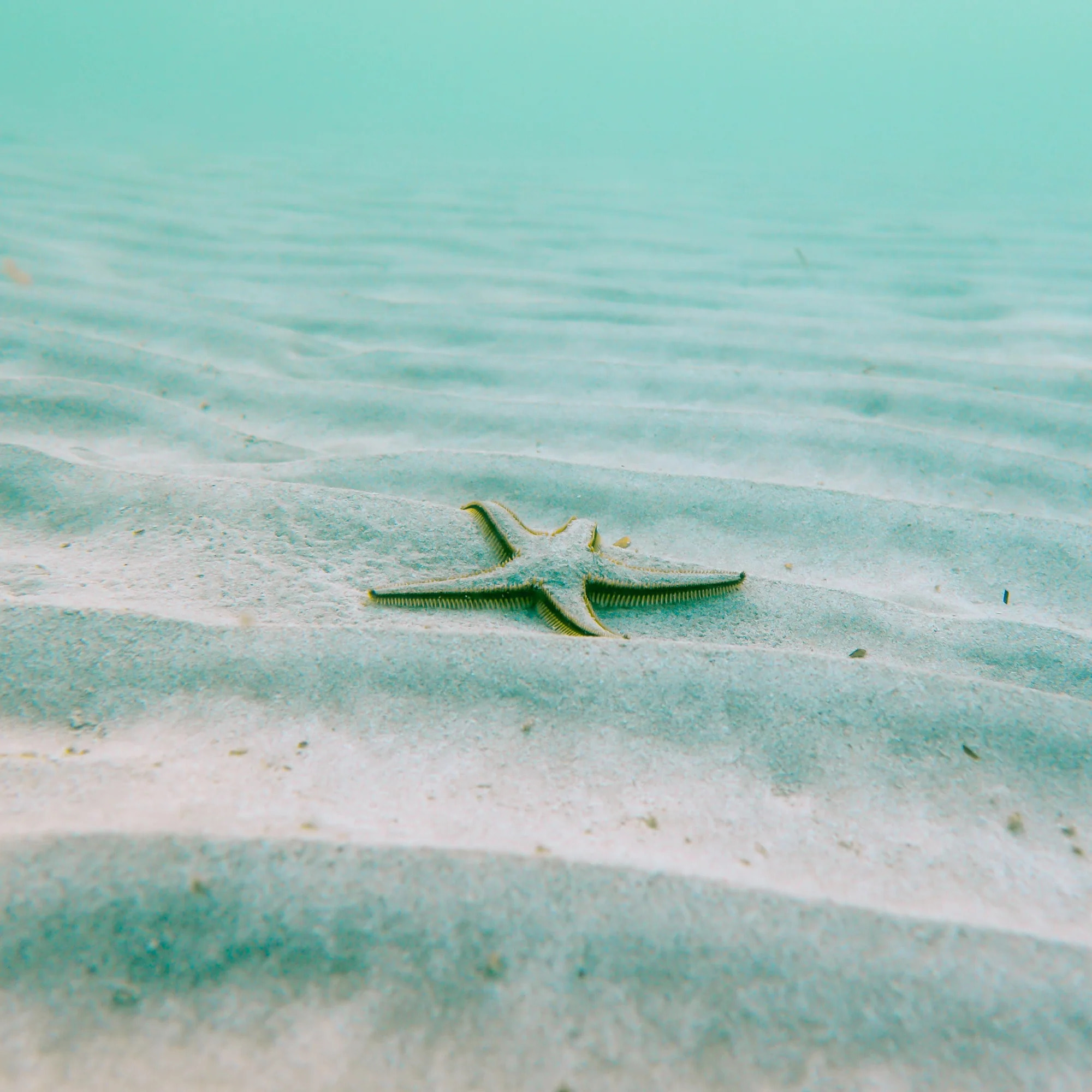 Nappe anti-taches 100 % coton Vera