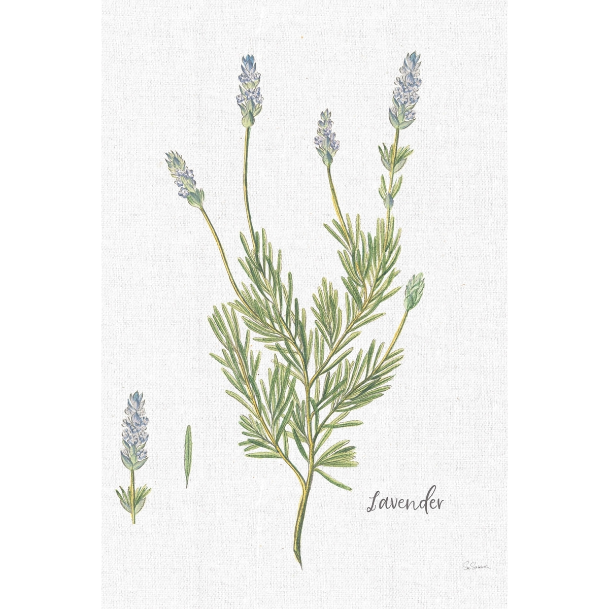 Tableau fleurs Lavande illustrée Tableau alu Dibond