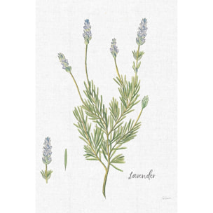 Tableau fleurs Lavande illustrée Tableau alu Dibond