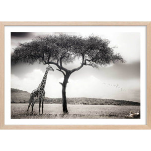 Affiche animaux sous le soleil d' afrique Affiche + cadre en bois - Chêne