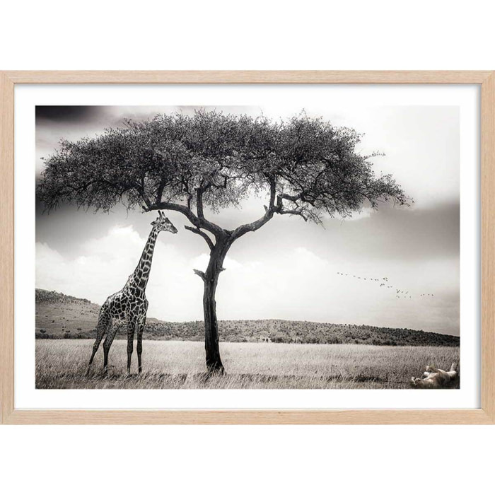 Affiche animaux sous le soleil d' afrique Affiche + cadre en bois - Chêne