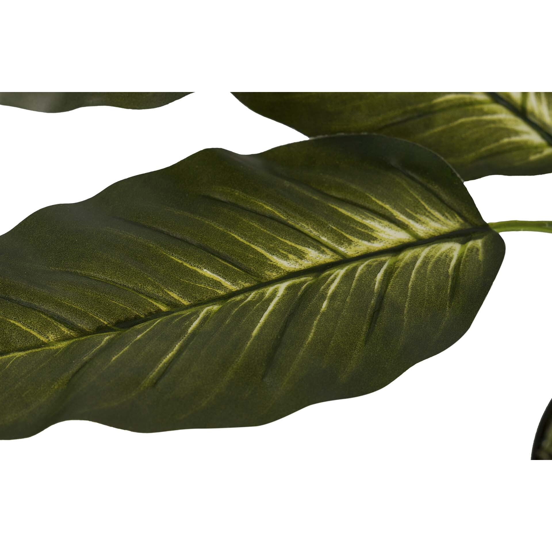 Plantaq Dieffenbachia Con Maceta 60x60x100 Cm