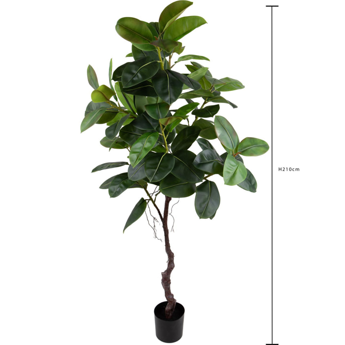 Real Touch Rubber Ficus 210 Cm Con Vaso - Pezzi 1 - 100X210X80cm - Colore: Verde - Bianchi Dino - Piante Artificiali