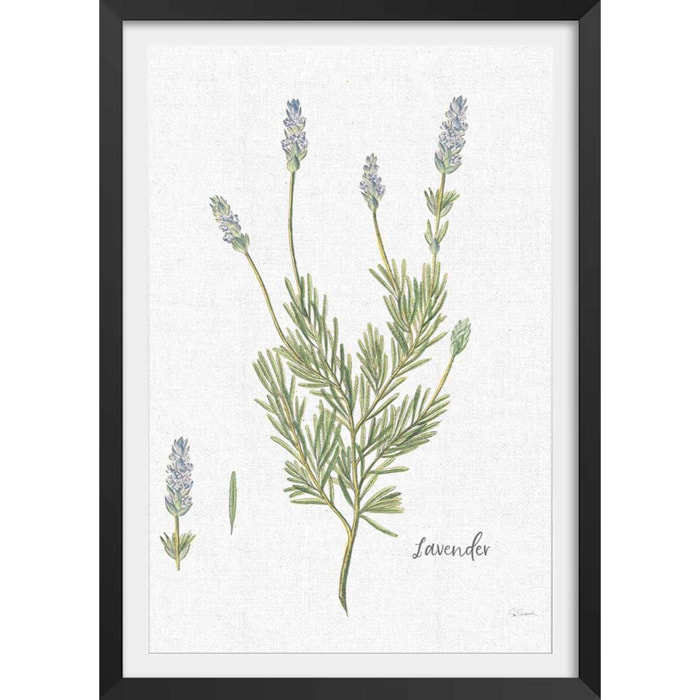 Affiche fleurs Lavande illustrée Affiche sous cadre noir