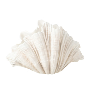 J-Line décoration Coquillage - polyrésine - blanc cassé