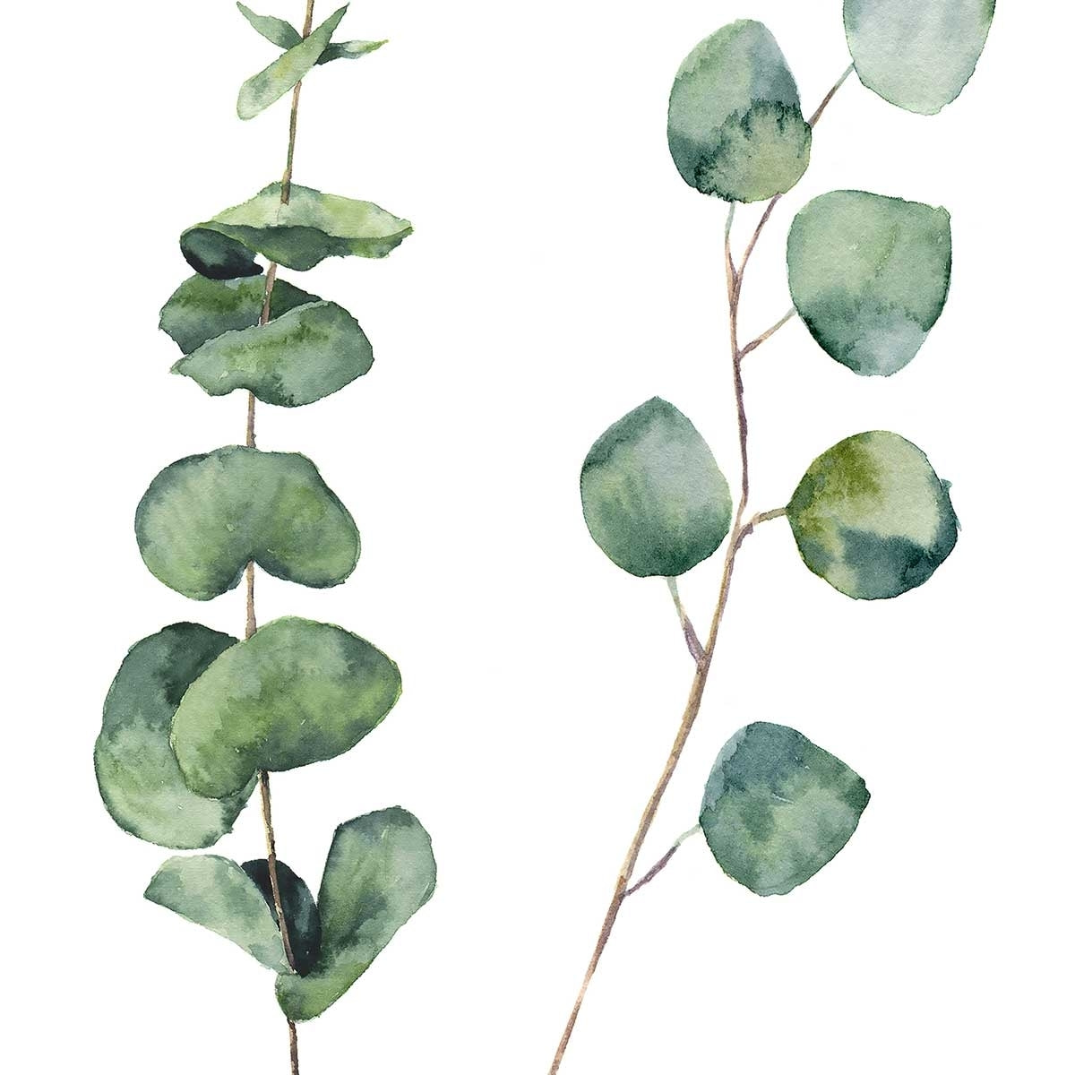 Affiche nature aquarelle feuille d' eucalyptus Affiche sous cadre noir