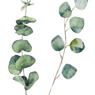 Affiche nature aquarelle feuille d' eucalyptus Affiche sous cadre noir