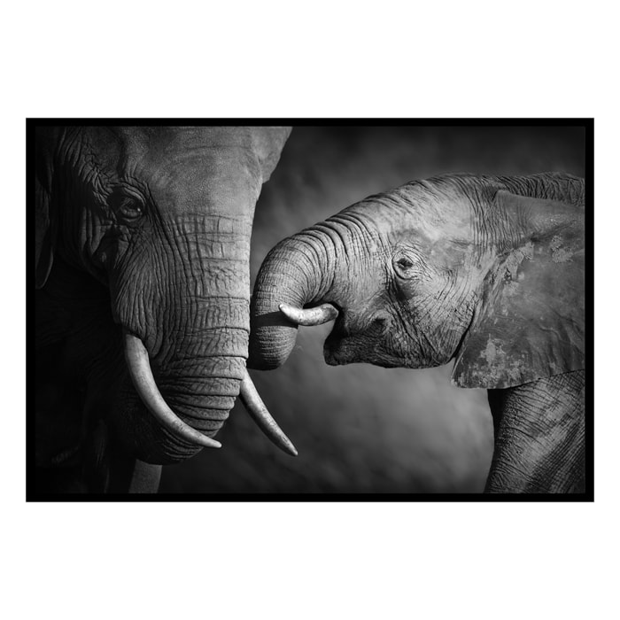 Affiche encadrée – Éléphants en noir et blanc, lien et émotion Affiche + cadre en métal - Noir