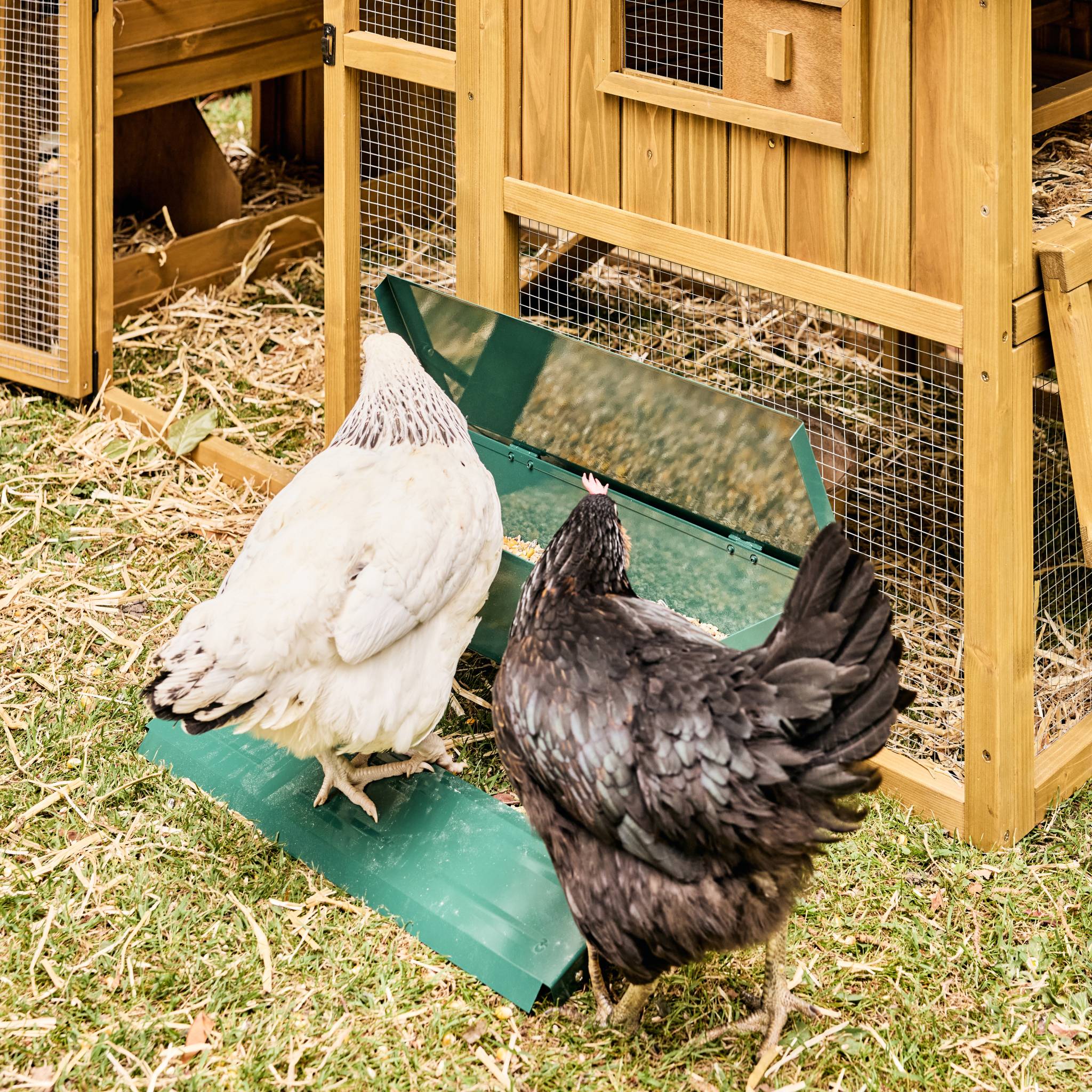Mangeoire automatique pour poules - distributeur à pédale - capacité de 5kg - acier galvanisé