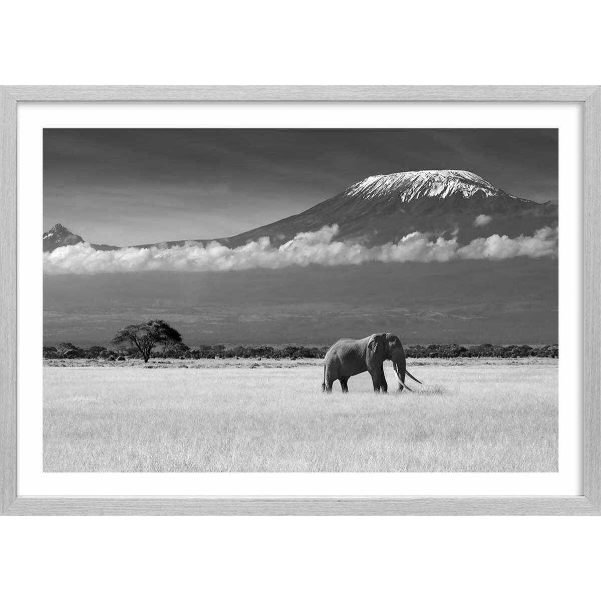 Affiche éléphant et kilimanjaro Affiche + cadre en bois - Chêne