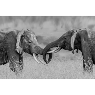 Tableau éléphant qui es tu? Tableau alu Dibond