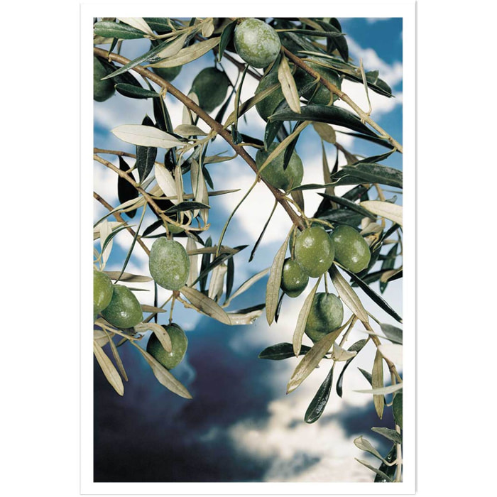 Poster kalamata, olivier grec Affiche seule