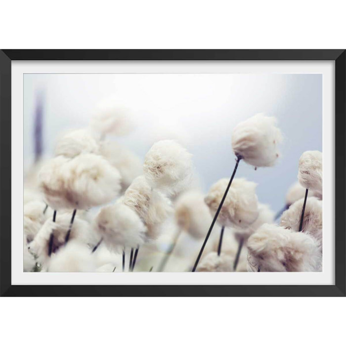 Affiche fleurs de coton au vent Affiche sous cadre noir