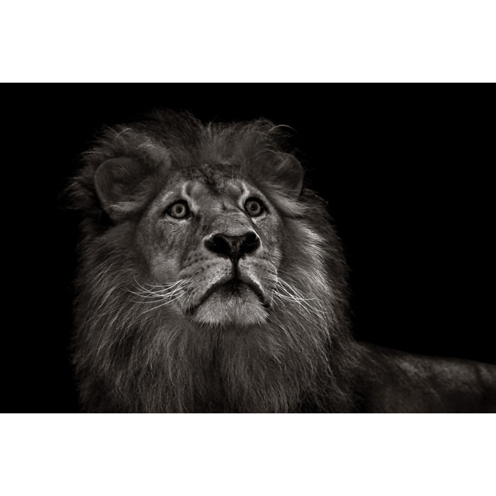 Tableau majestueux roi des animaux Tableau alu Dibond