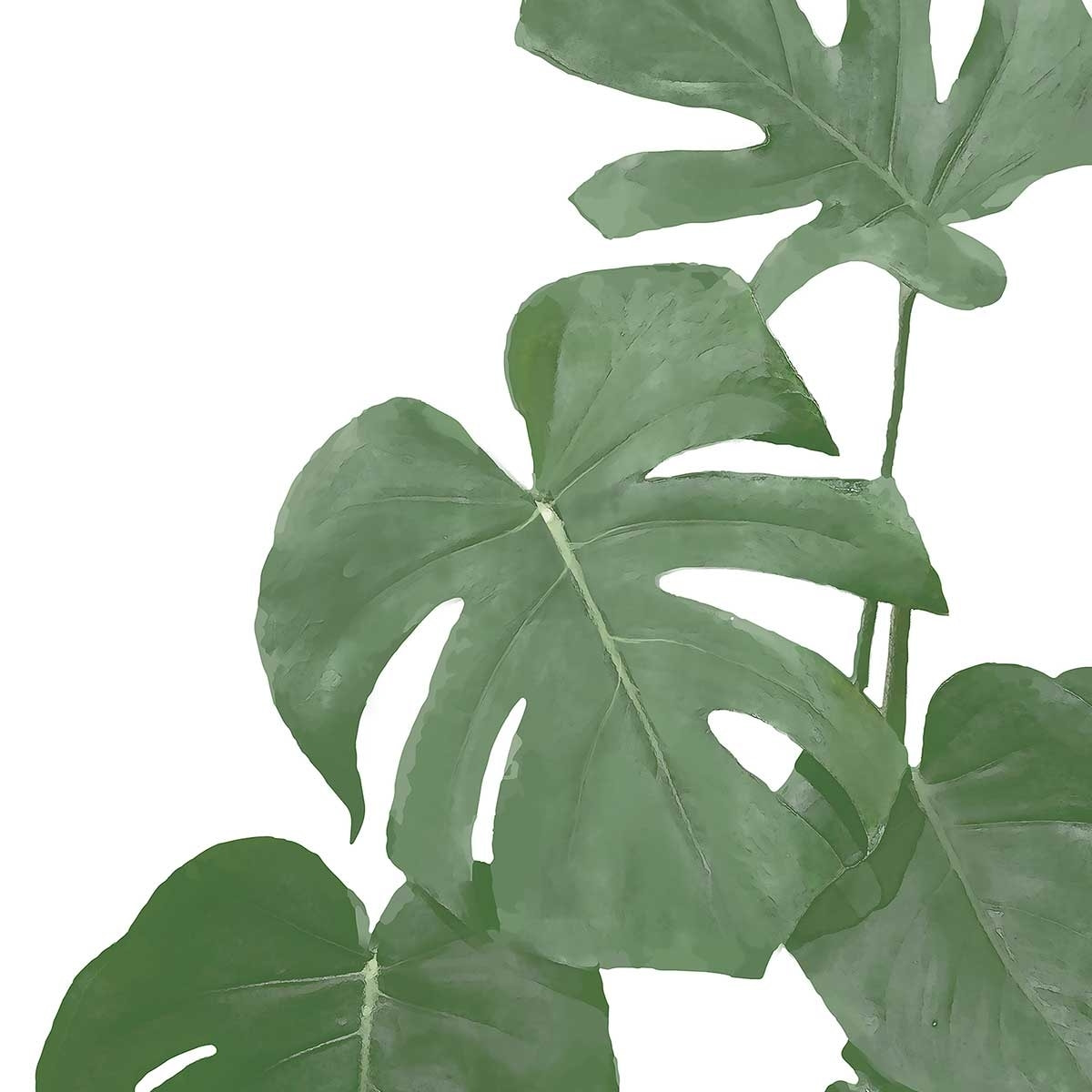 Affiche Feuilles de Monstera Affiche sous cadre noir