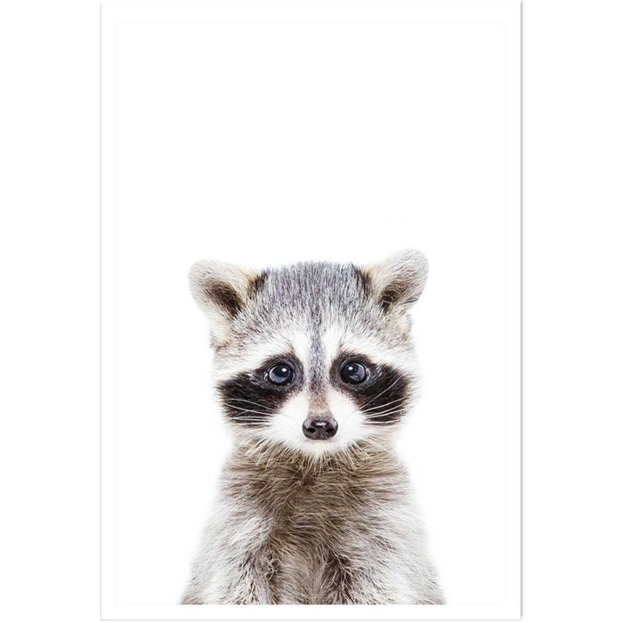 Affiche enfant bébé raton laveur  Affiche seule