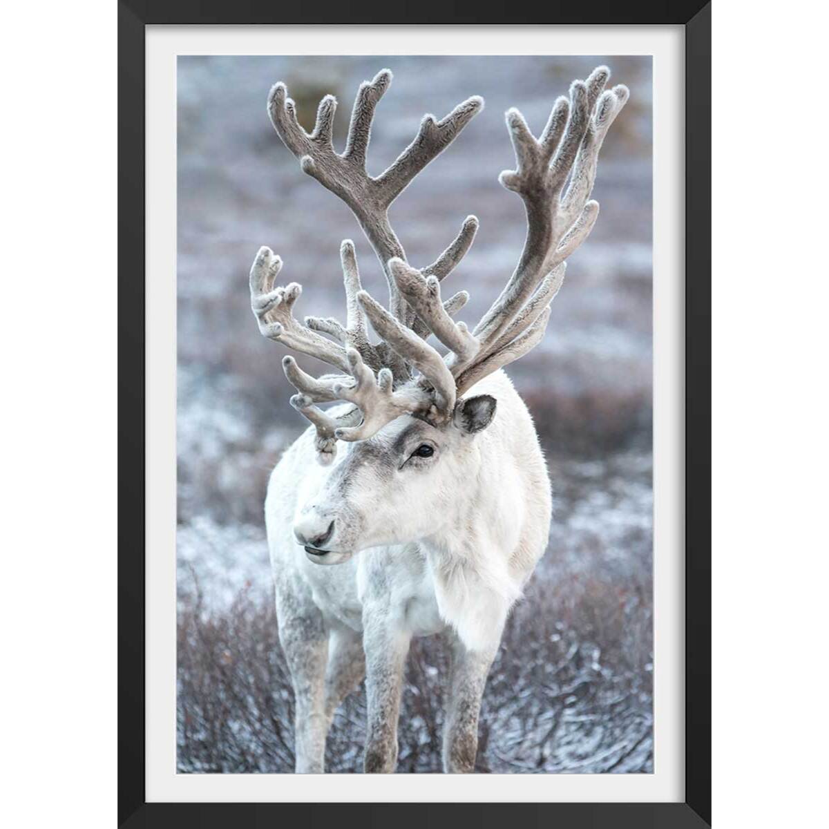 Affiche enfant parrot blanc  Affiche + cadre en bois - Noir