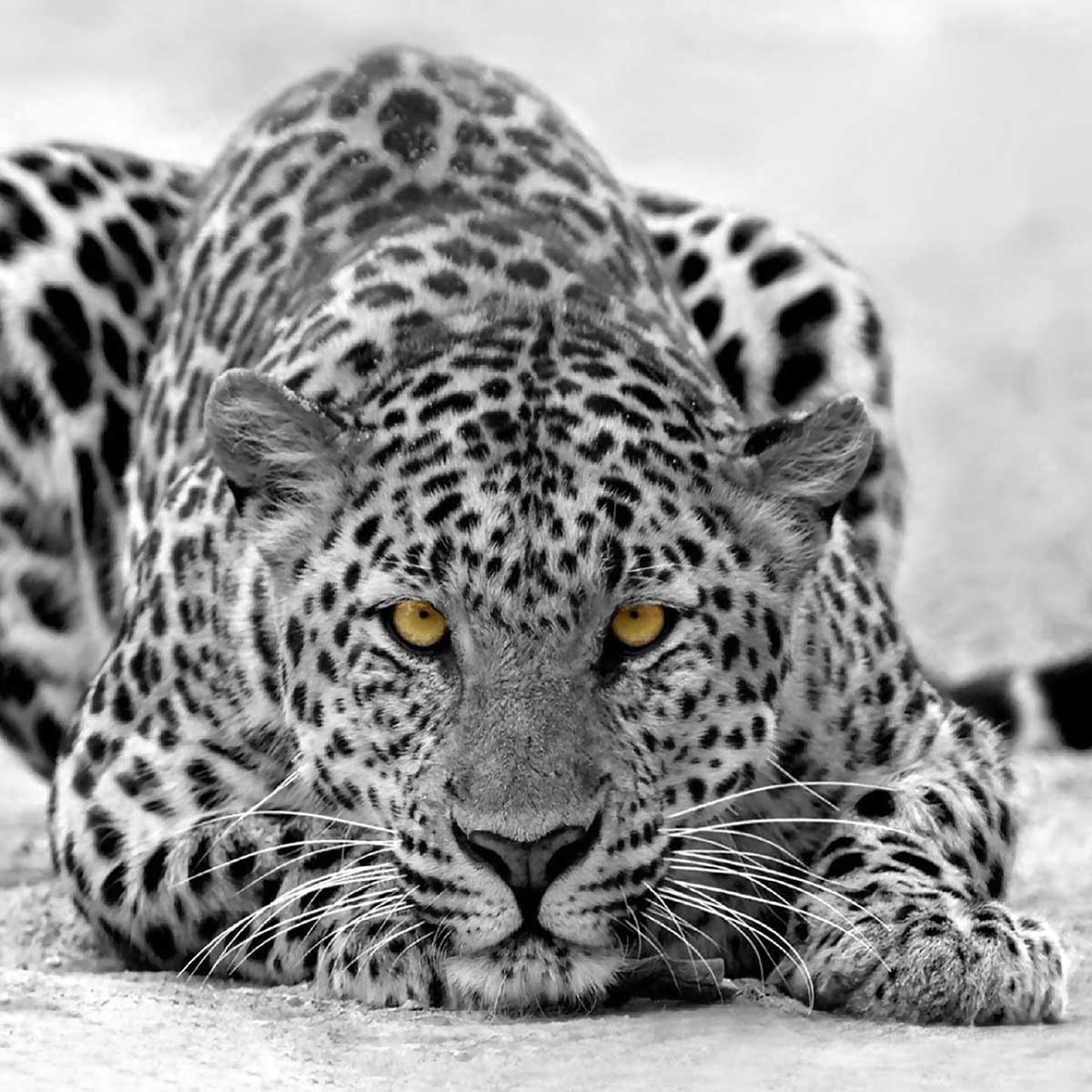 Tableau leopard noir et blanc Tableau plexiglas