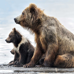 Tableau animaux profile Family Tableau alu Dibond