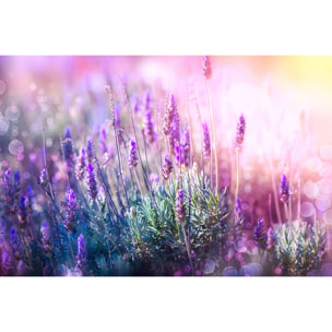 Tableau zoom lavande provençale Tableau alu Dibond