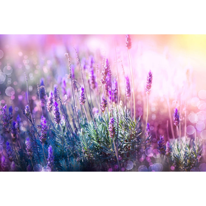 Tableau zoom lavande provençale Tableau alu Dibond