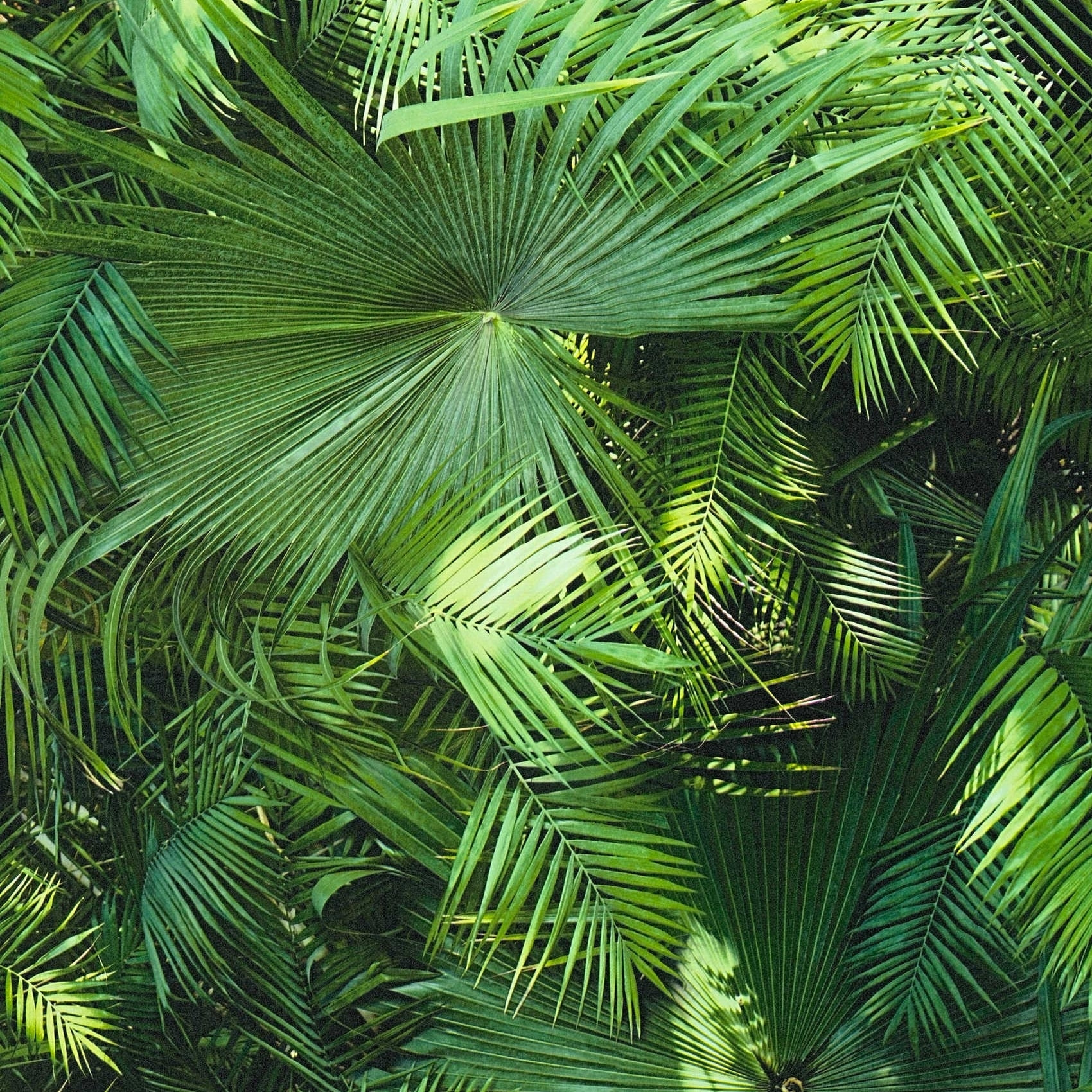 Papier peint Jungle Palm - Vert