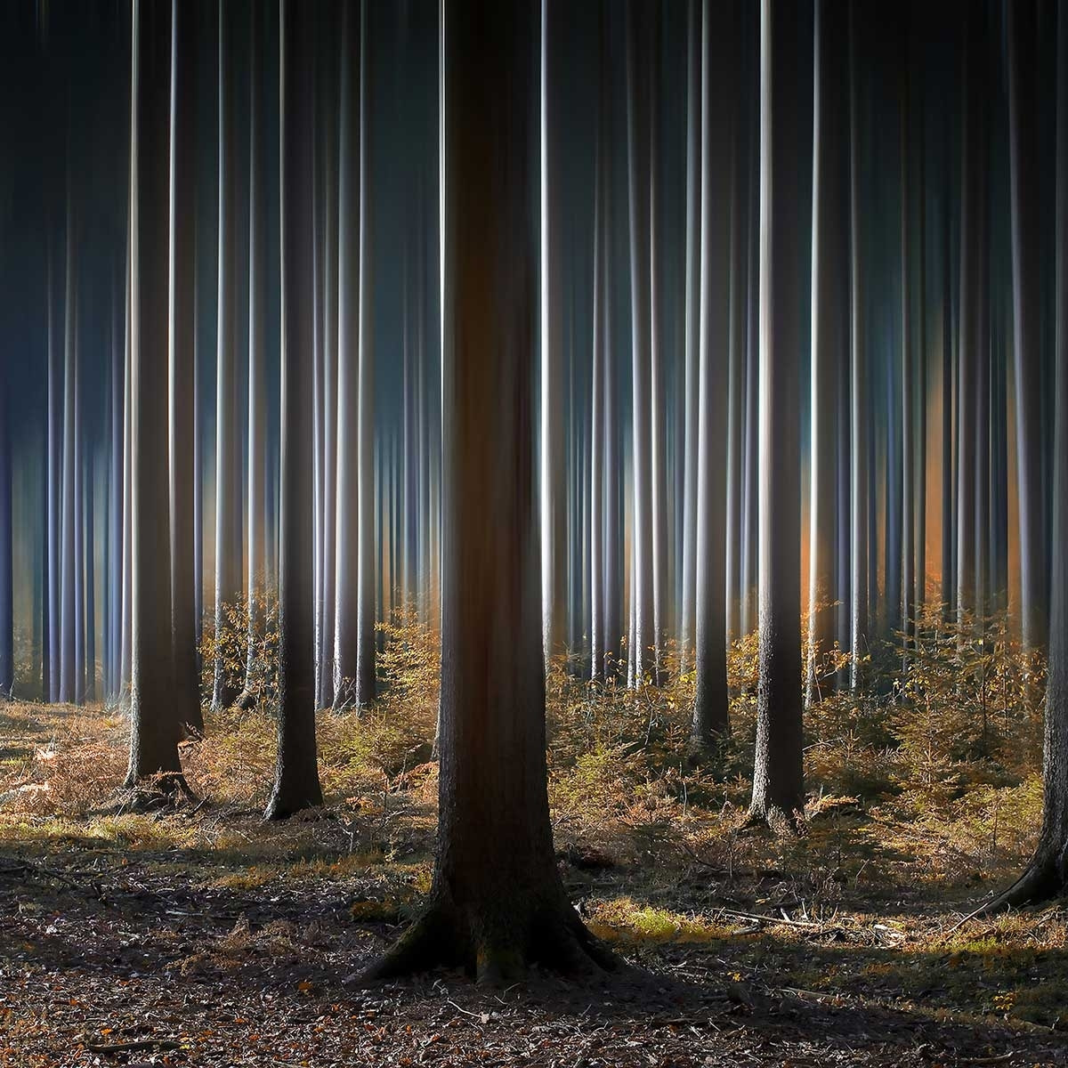 Affiche paysage forêt fantastique Affiche sous cadre noir
