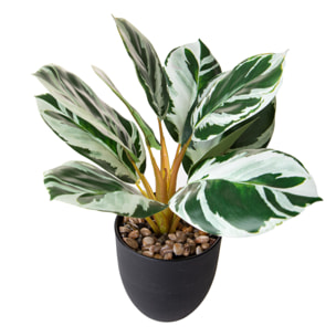 Maranta 11 Fgl In Vaso 36 Cm - Pezzi 4 - 15X36X15cm - Colore: Verde - Bianchi Dino - Piante Artificiali