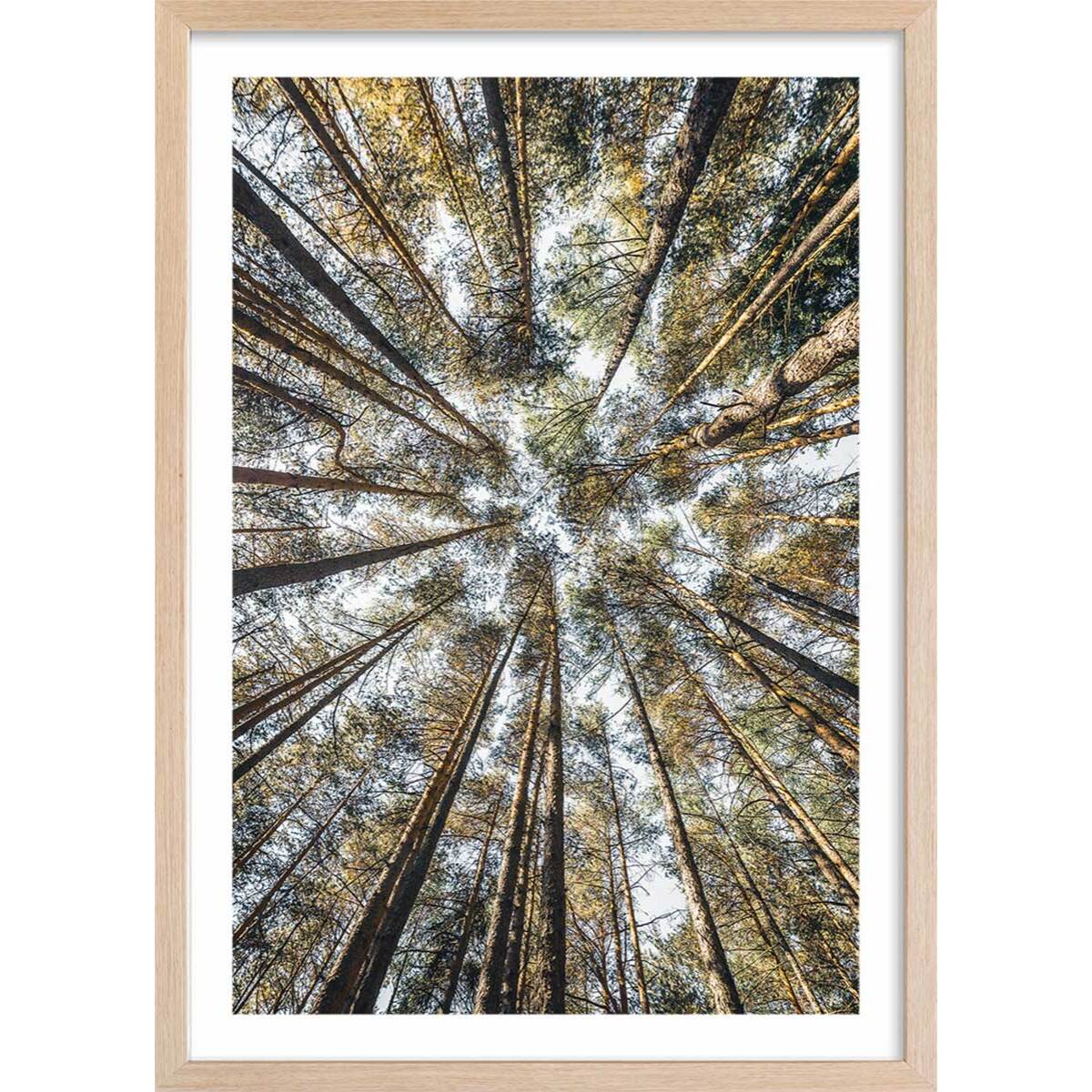 Affiche nature perspective des cîmes Affiche + cadre en bois - Chêne