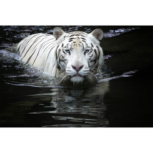 Tableau tigre Regarde moi Toile imprimée