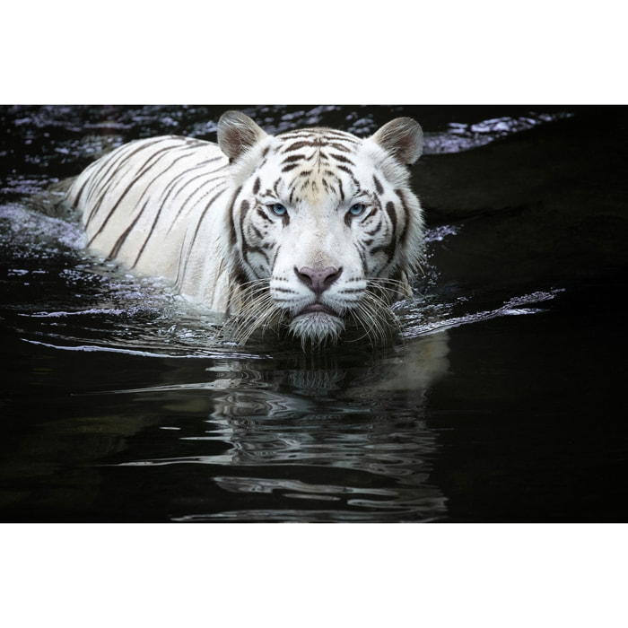 Tableau tigre Regarde moi Toile imprimée