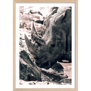 Affiche rhinoceros Affiche sous cadre bois