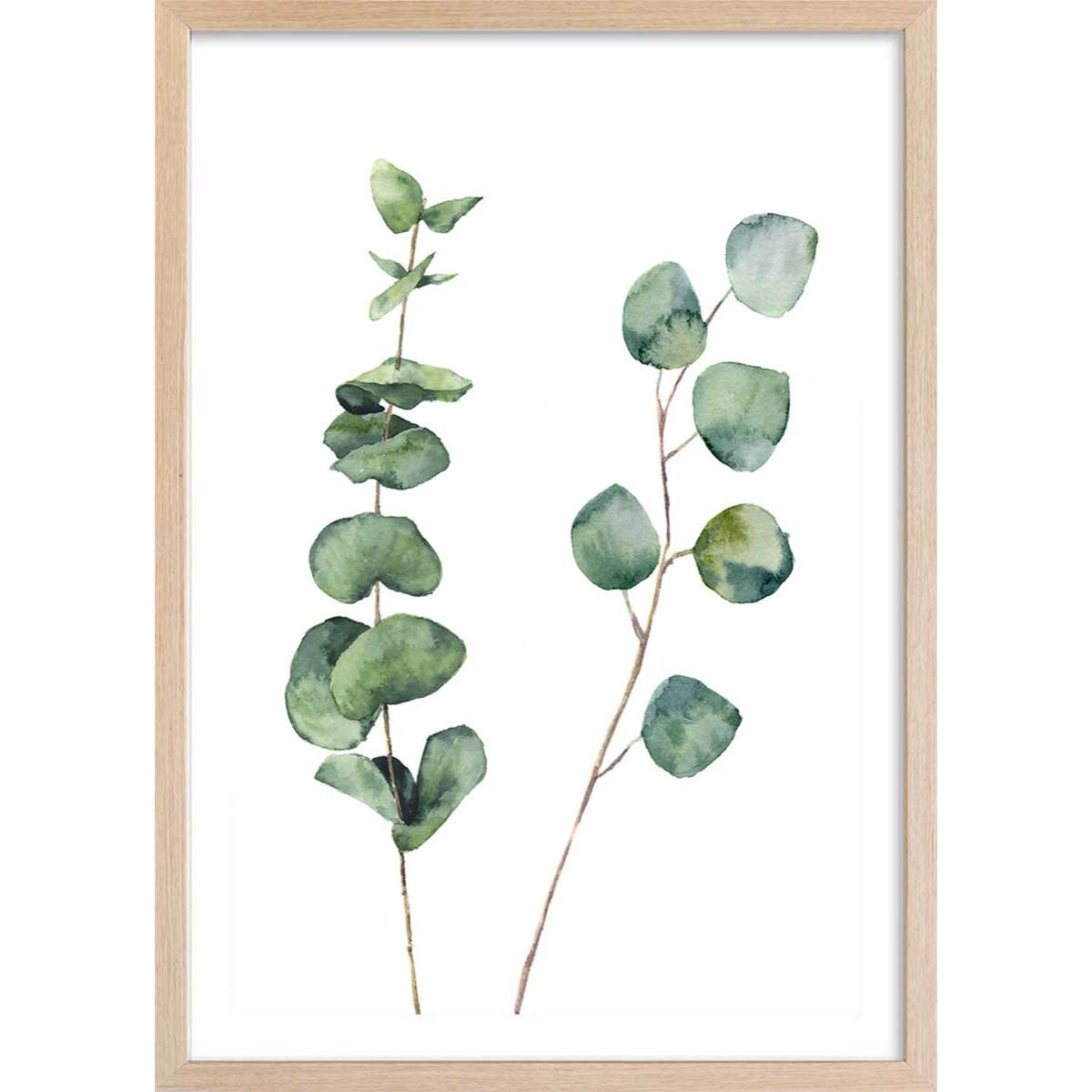 Affiche nature aquarelle feuille d' eucalyptus Affiche + cadre en bois - Chêne