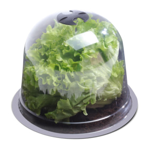 Cloche à salade - Transparent