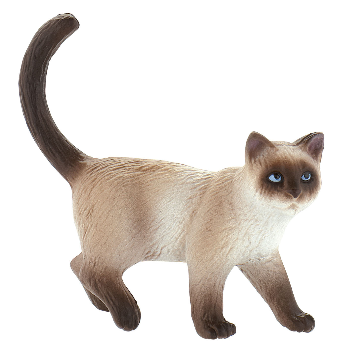Animali di Casa/Gatto Siamese