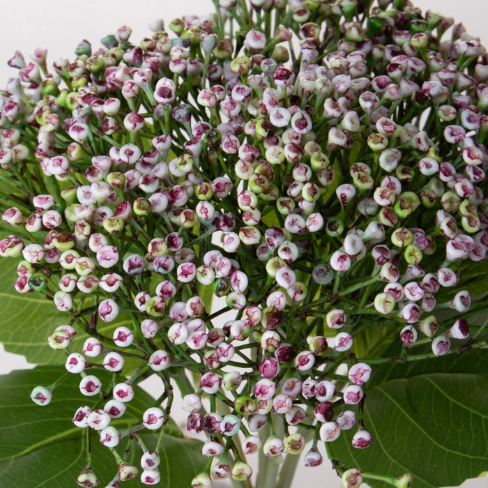 Ortensia Cespuglio 32 Cm - Pezzi 6 - 25X32X25cm - Colore: Bianco - Bianchi Dino - Fiori Artificiali