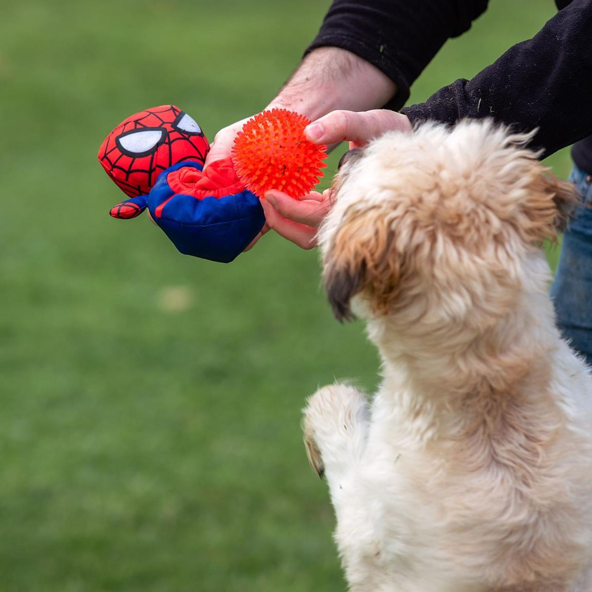 Peluche Para Perro Pelota Spiderman Red