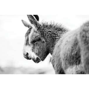 Tableau têtus comme deux ânes Tableau alu Dibond