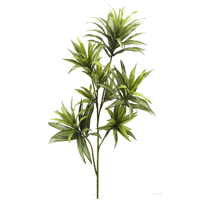 Dracena Con 141 Foglie. Altezza 83 Cm - Pezzi 1 - 37X83X31cm - Colore: Verde - Bianchi Dino - Piante Artificiali