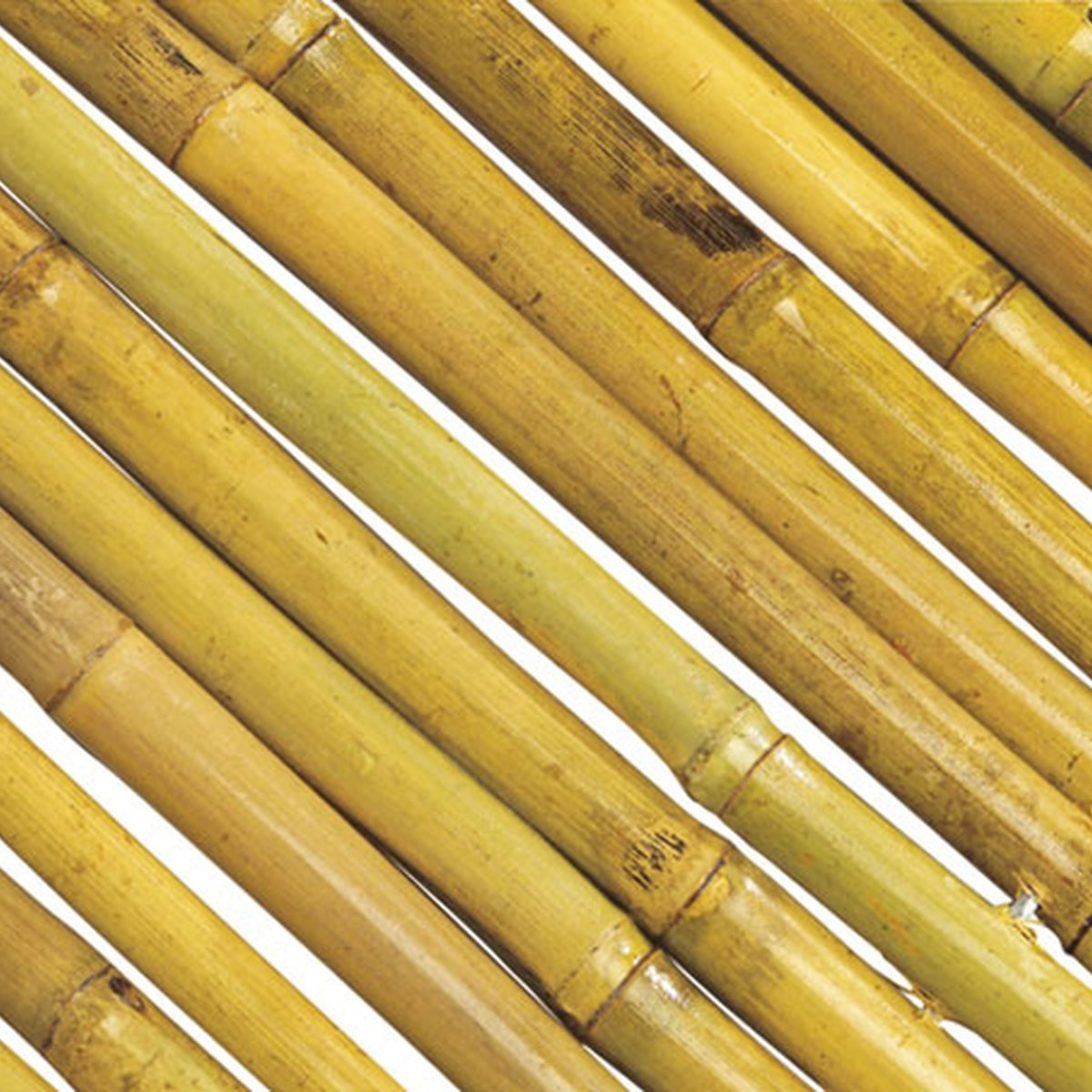 Cañizo Entero Barnizado Bambooflex