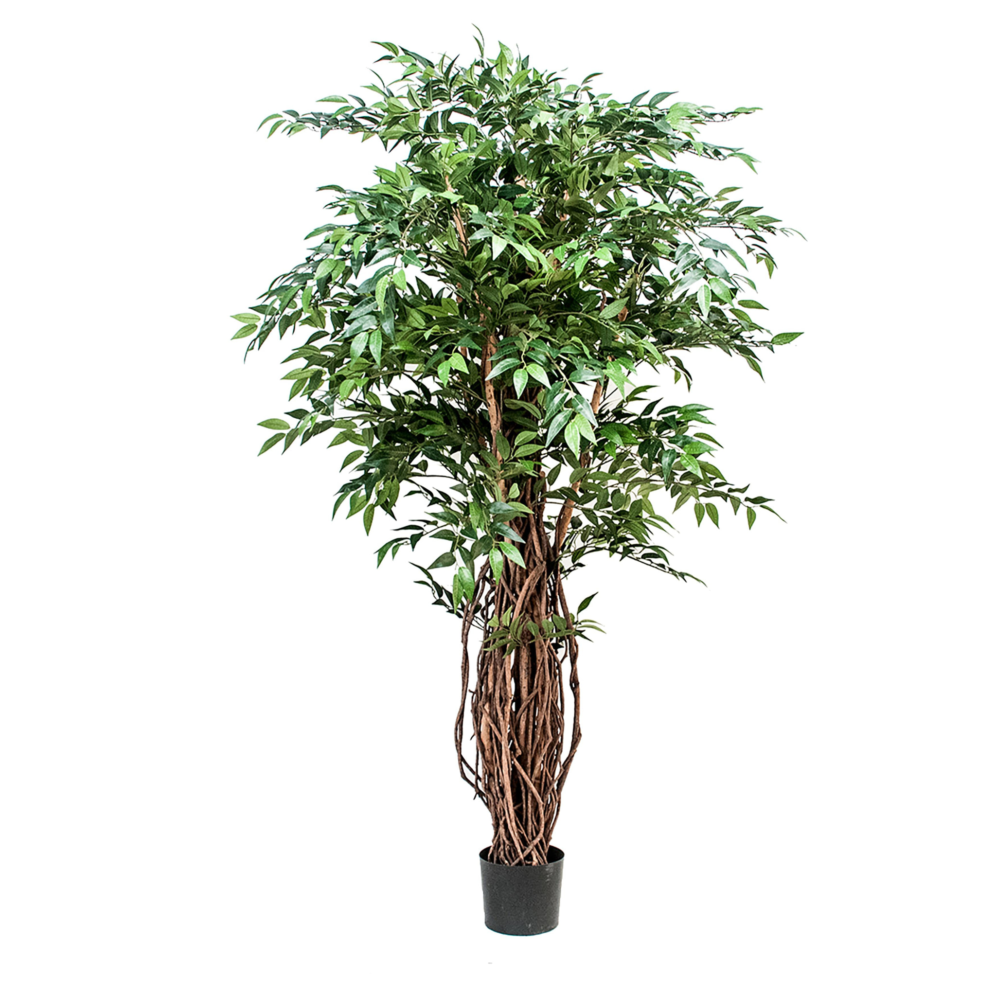 Ficus Weeping Con 2821 Foglie. Altezza 152 Cm - Pezzi 1 - 80X180X80cm - Colore: Verde - Bianchi Dino - Piante Artificiali